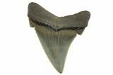 Serrated Angustidens Tooth - Megalodon Ancestor #321688-1